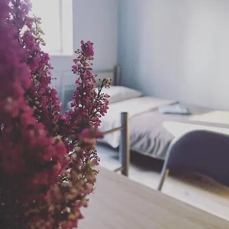 Lawendowy بيت شباب فروتسواف